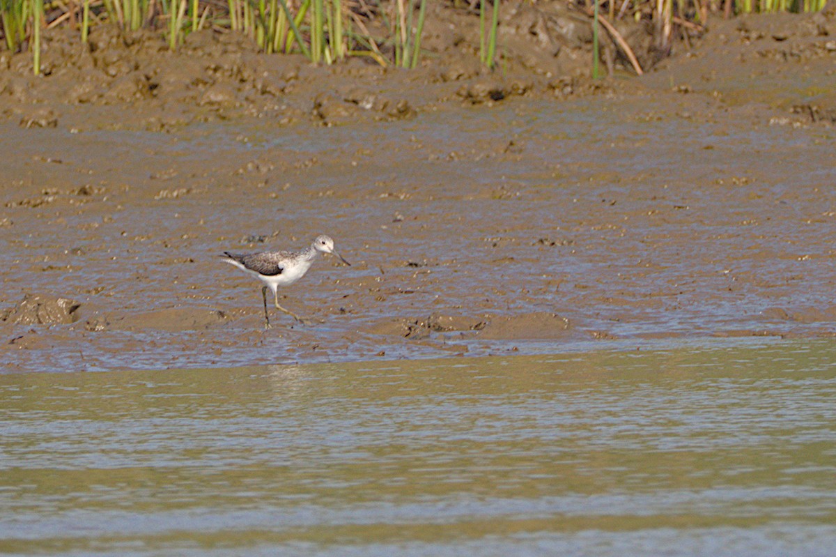 Common Greenshank - ML566049021