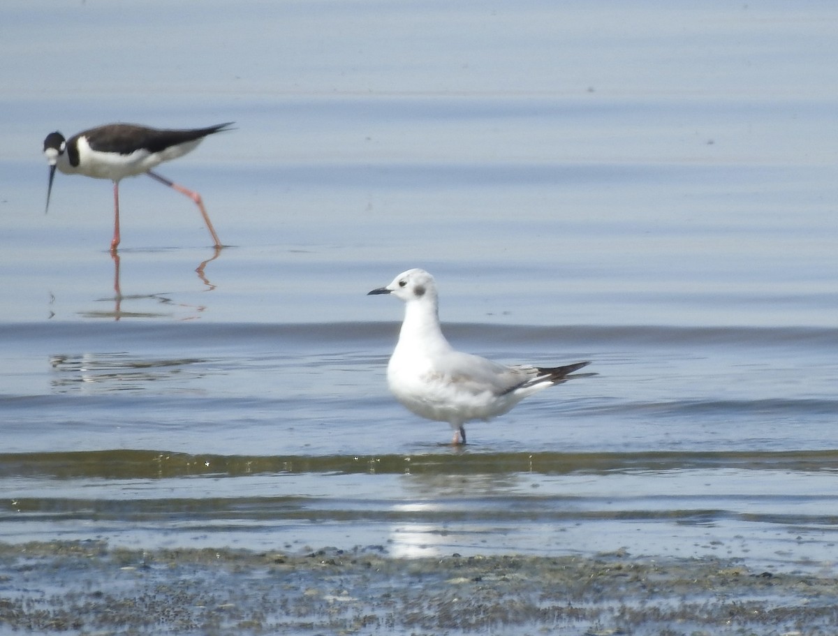 Bonaparte's Gull - ML566052091