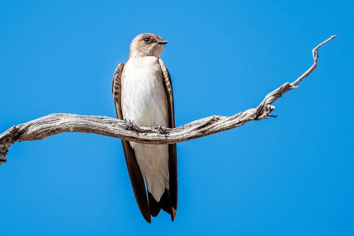 Northern Rough-winged Swallow - ML566053291