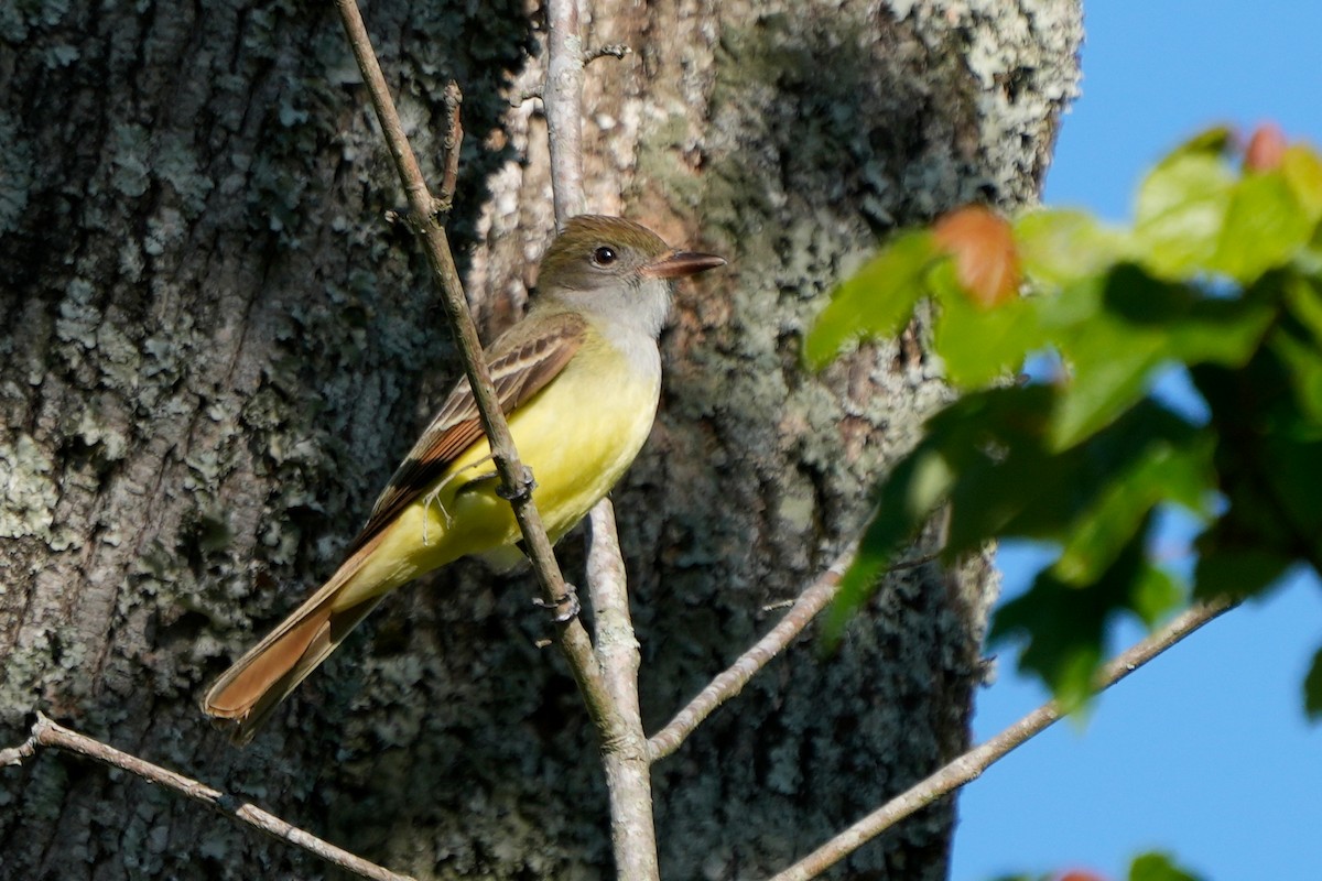 Great Crested Flycatcher - ML566054561