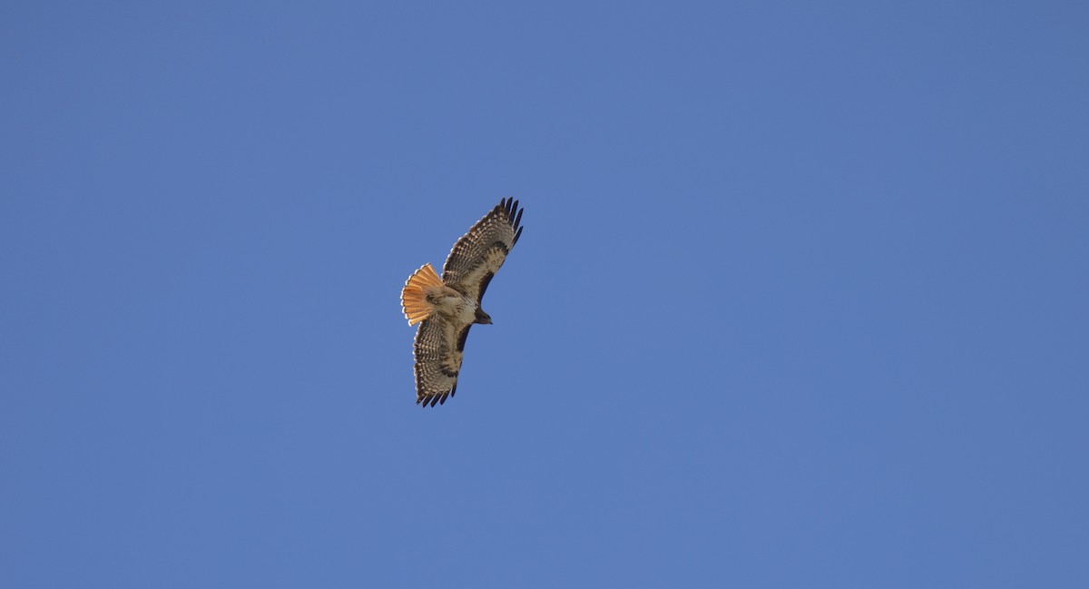 Red-tailed Hawk - ML566055091