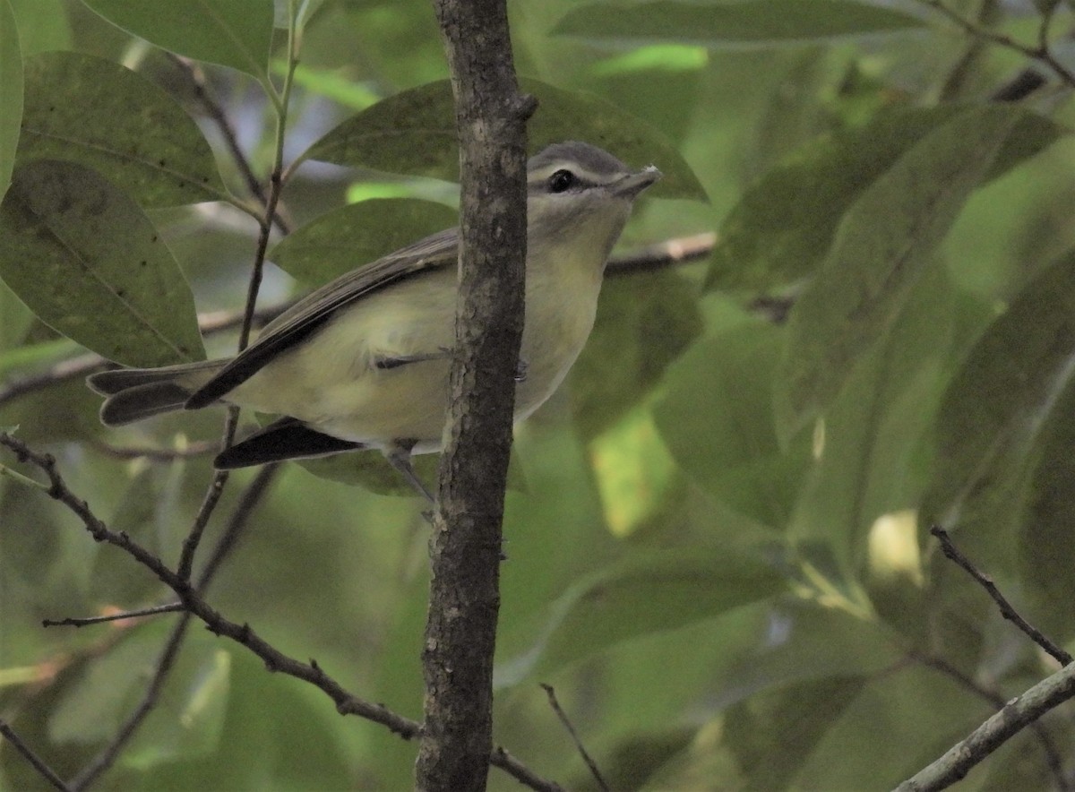 Philadelphia Vireo - Daniel Lane