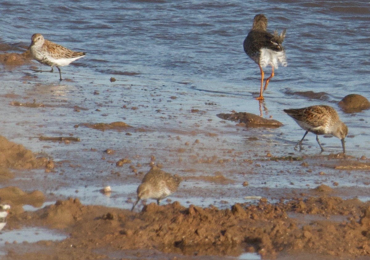 Dunlin - ML566055531