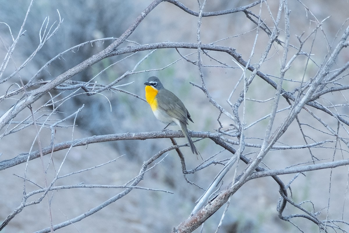Yellow-breasted Chat - ML566055721