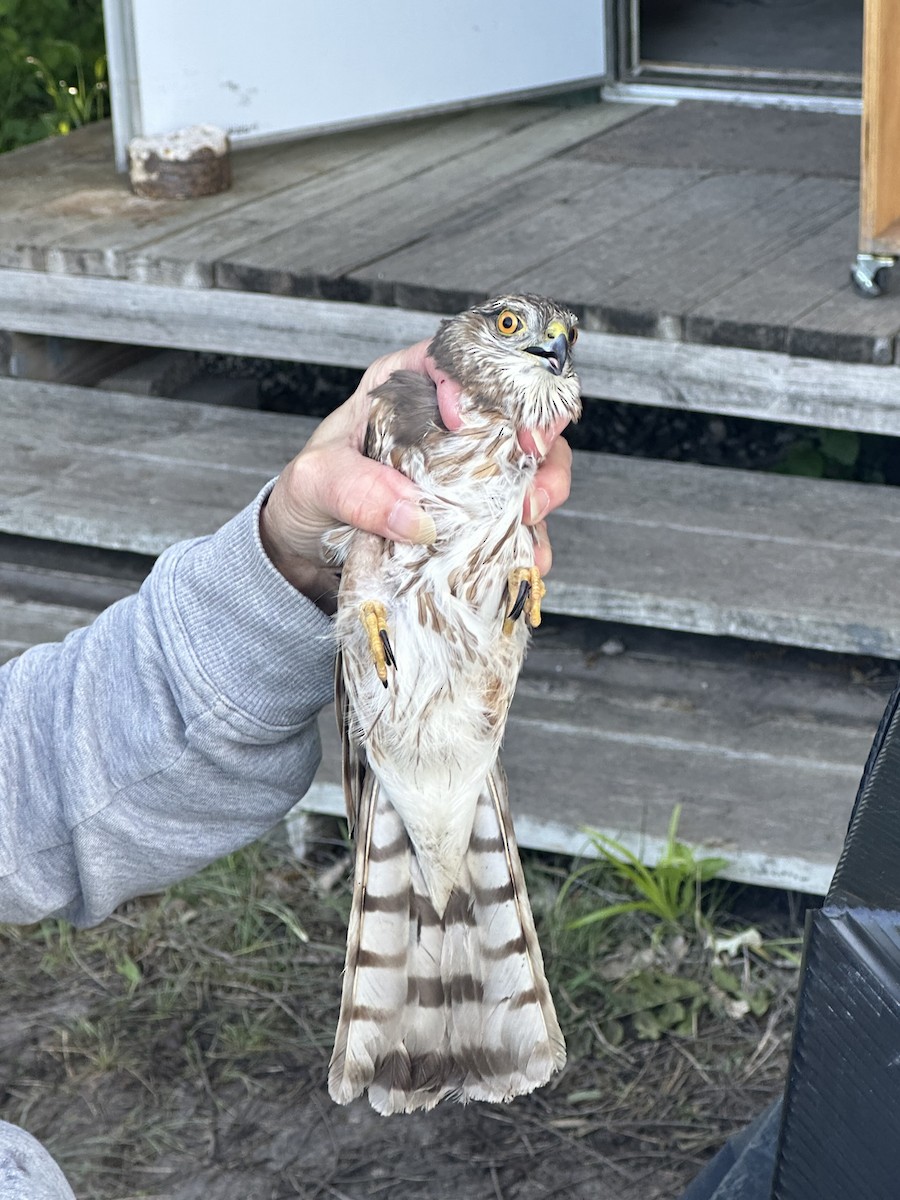 Sharp-shinned Hawk - ML566055741