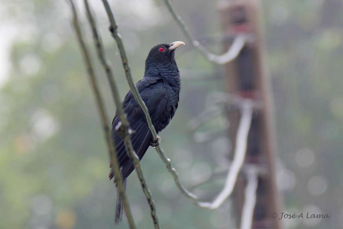 Asian Koel - ML566056221