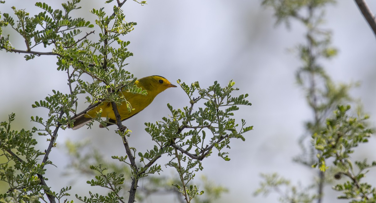 Wilson's Warbler - ML566056481