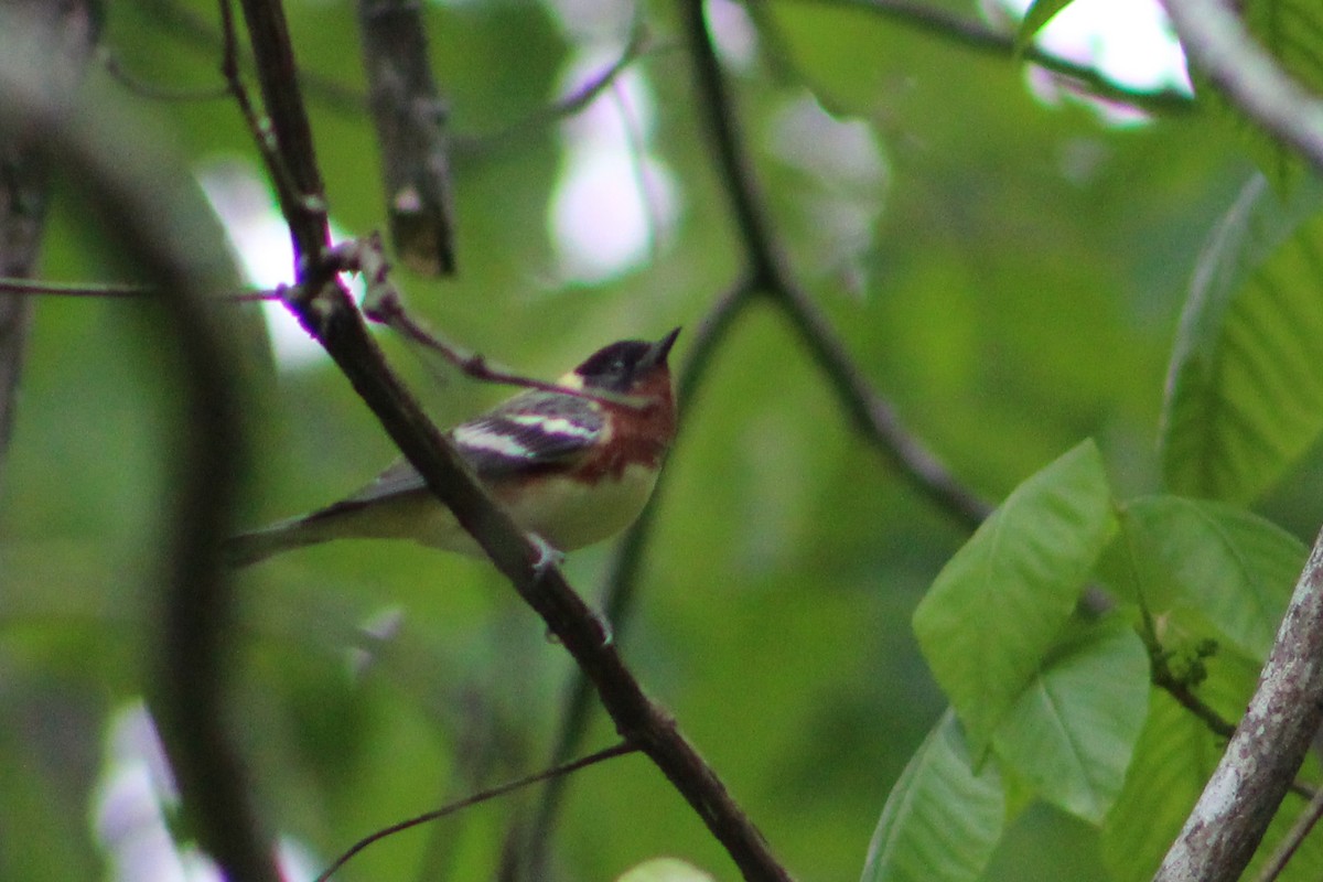 Bay-breasted Warbler - Derrick  Ingle