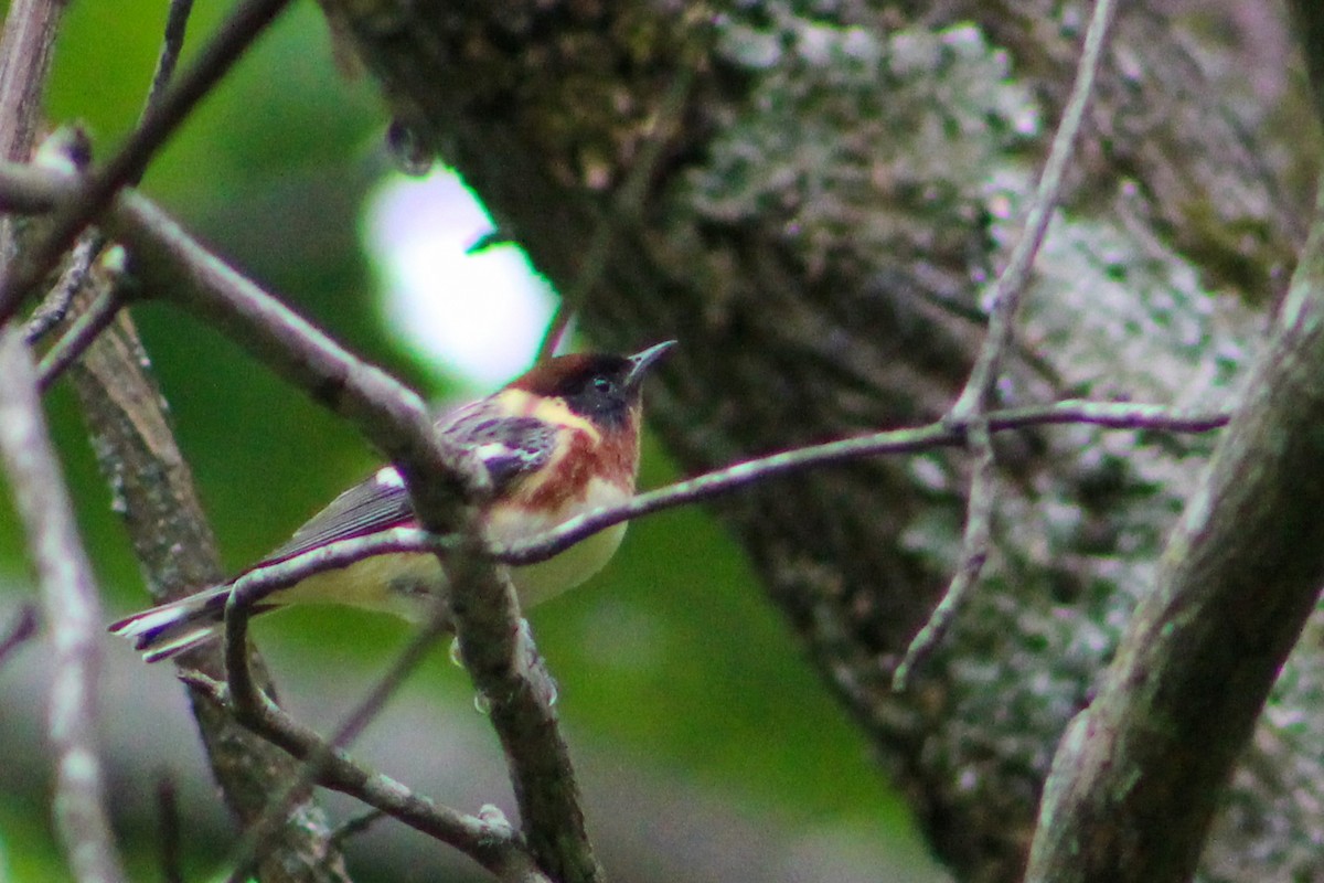 Bay-breasted Warbler - Derrick  Ingle