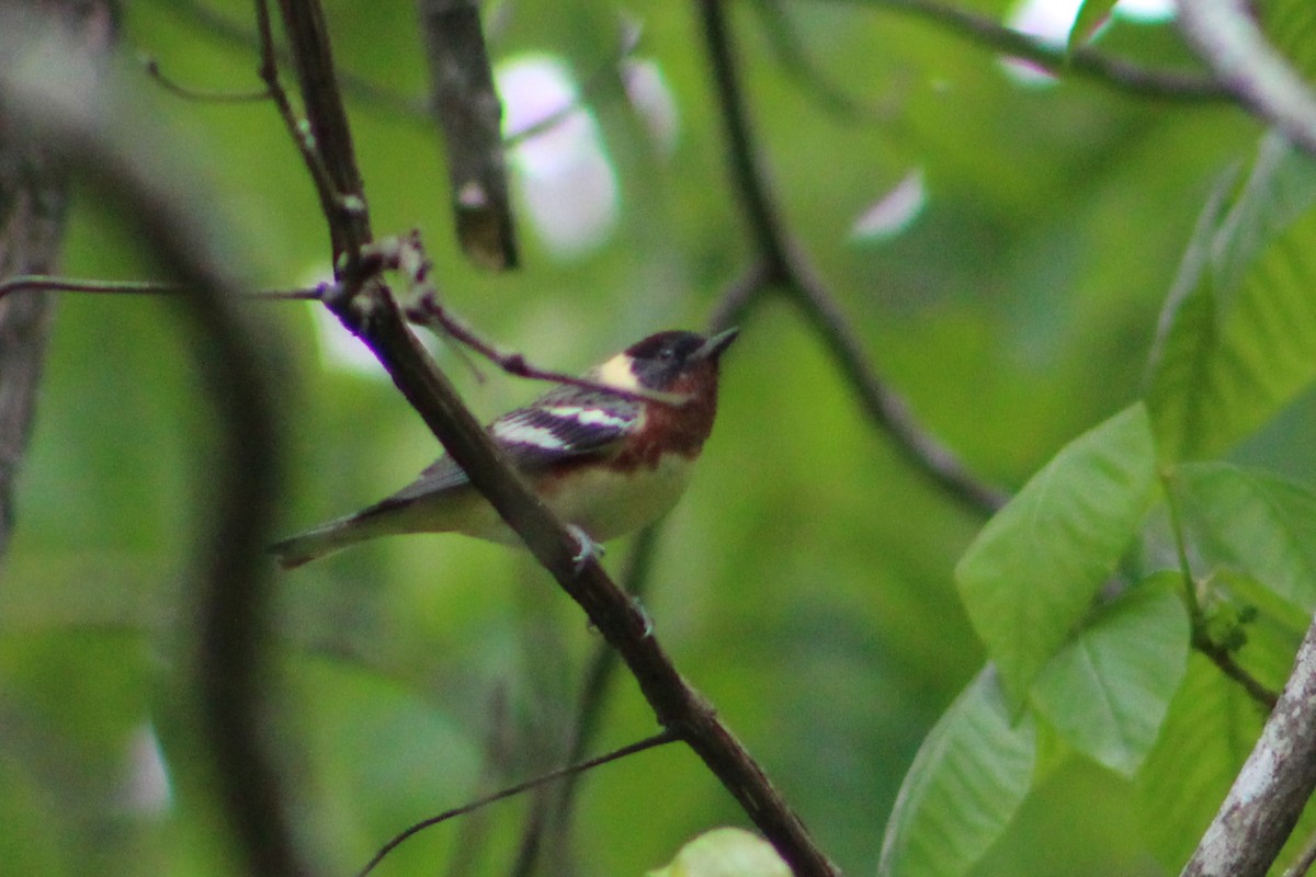 Bay-breasted Warbler - Derrick  Ingle