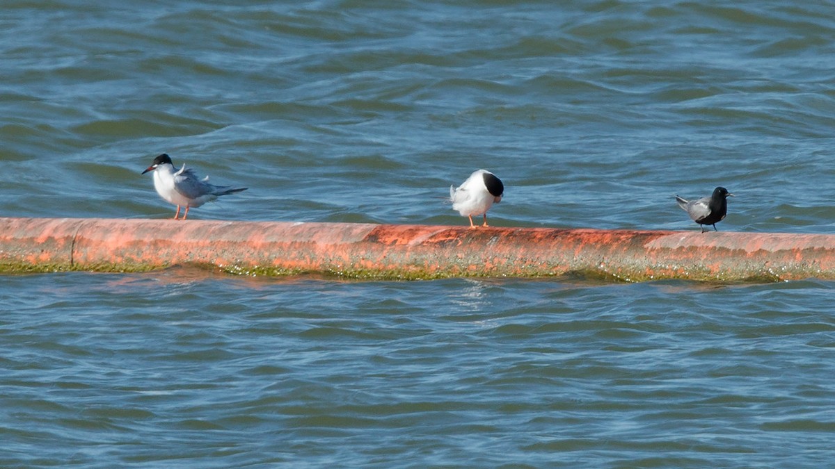 Black Tern - ML56605741