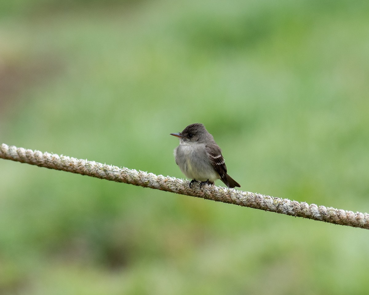 Eastern Wood-Pewee - ML566057541