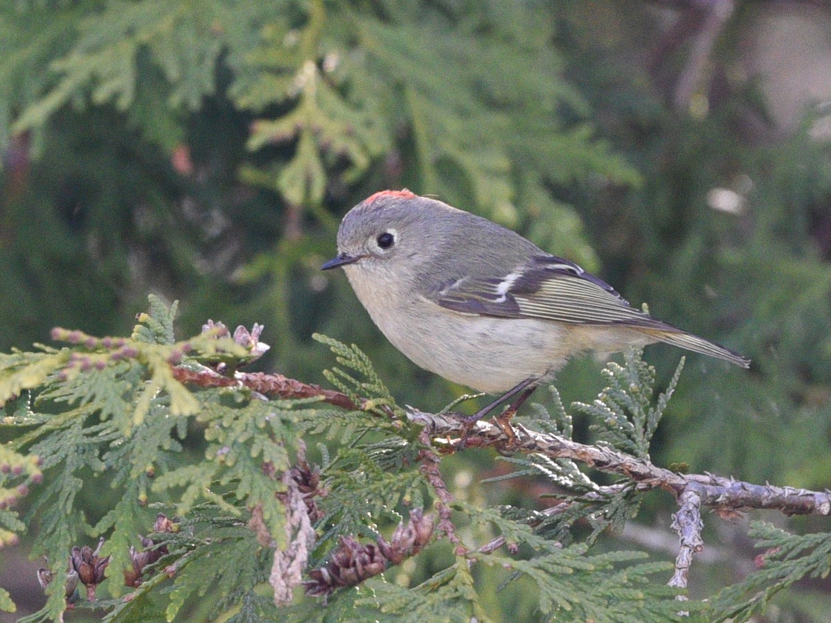 Roitelet à couronne rubis - ML566058351