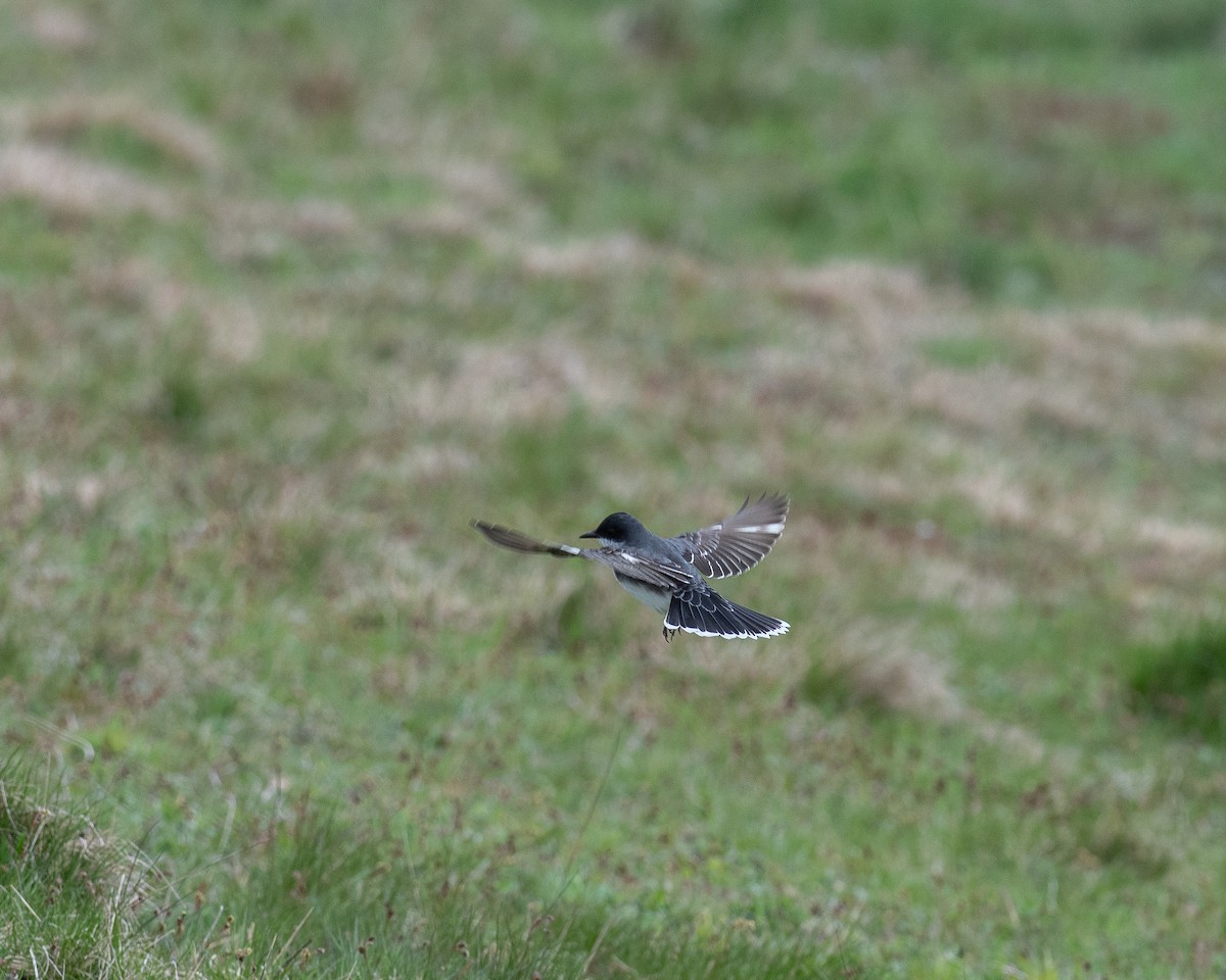 Eastern Kingbird - Rick Brown