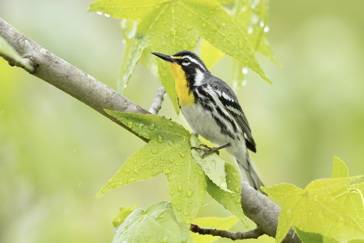 Yellow-throated Warbler - ML566058801