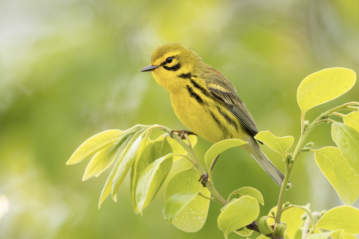 Prairie Warbler - ML566059091