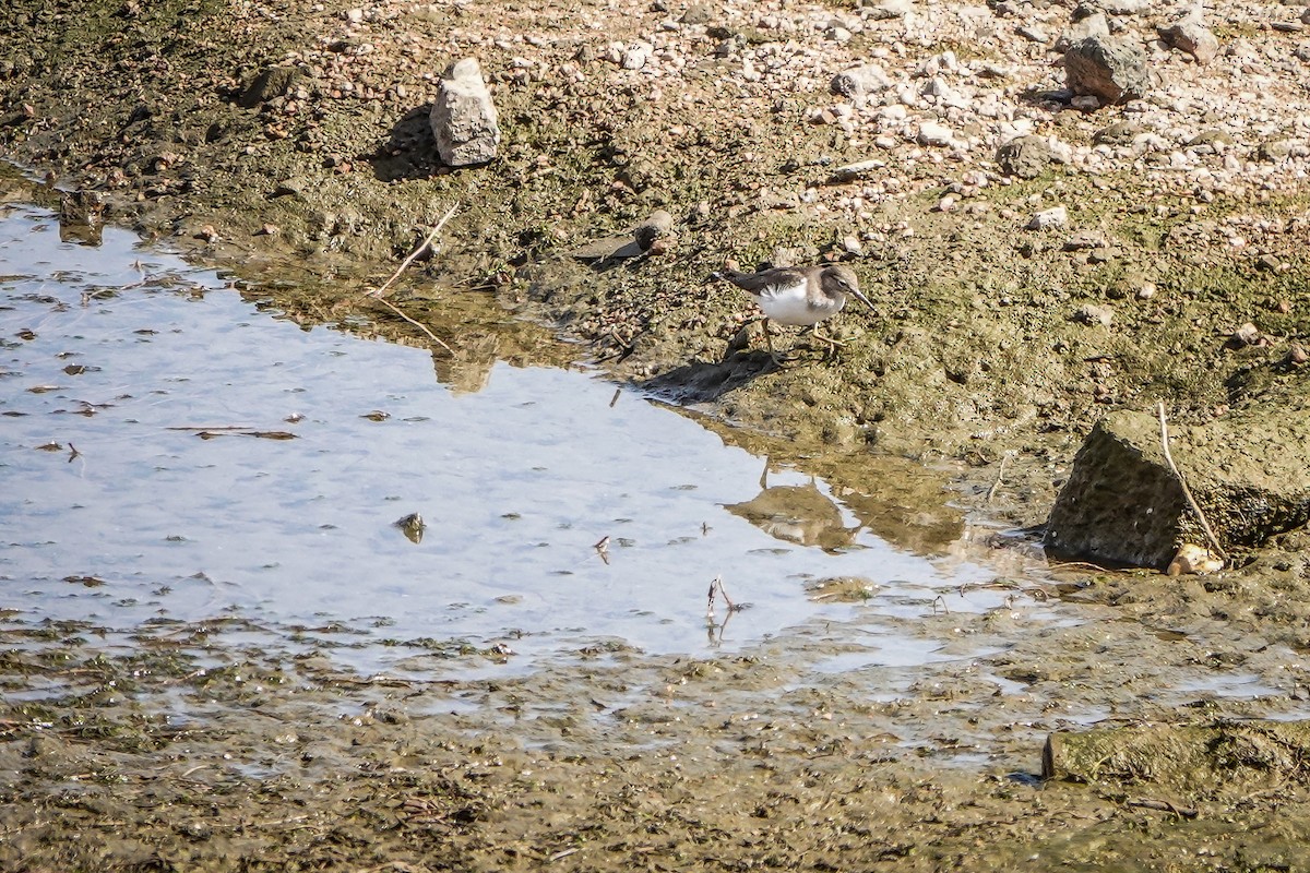 Common Sandpiper - ML566059311