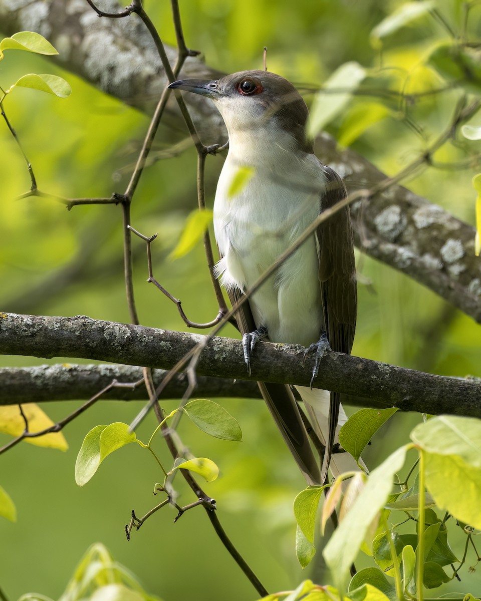 Black-billed Cuckoo - ML566059811