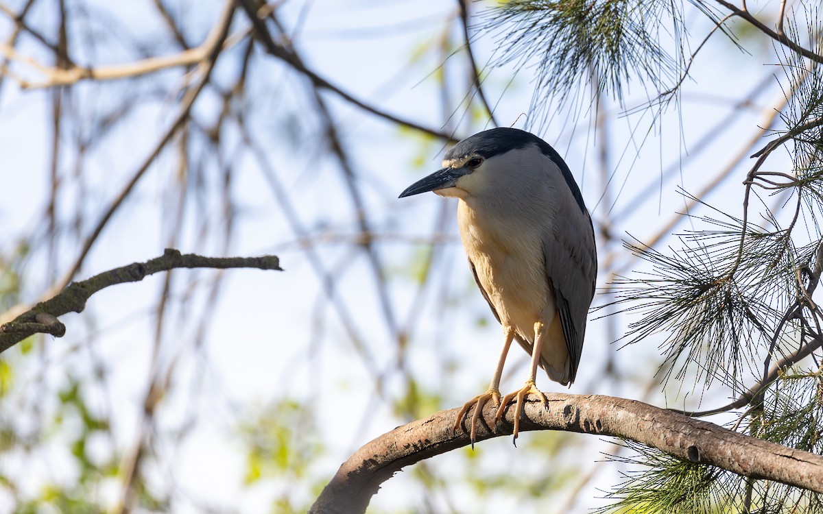 Black-crowned Night Heron - ML566060081