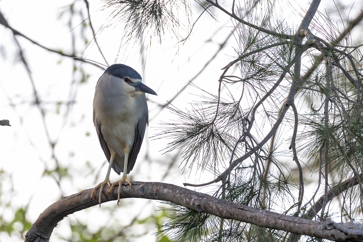 Black-crowned Night Heron - ML566060141