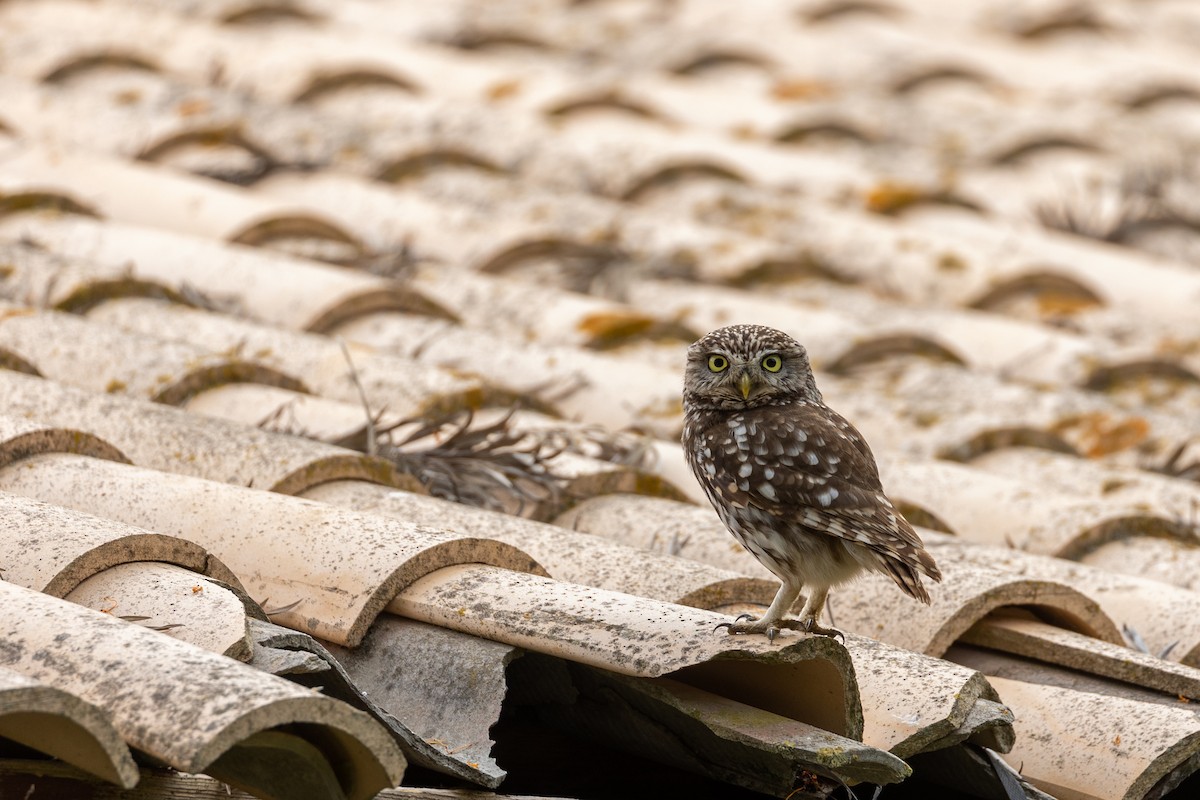 Little Owl - ML566060161