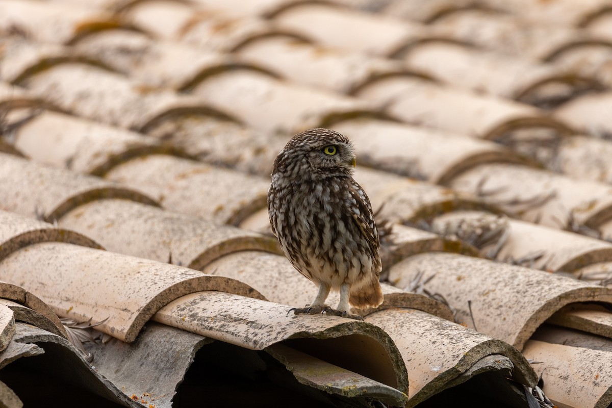 Little Owl - ML566060201