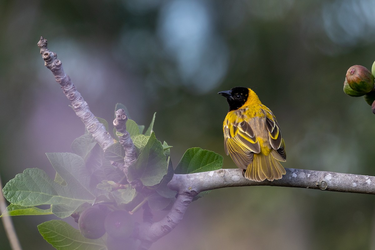 Black-headed Weaver - ML566060241