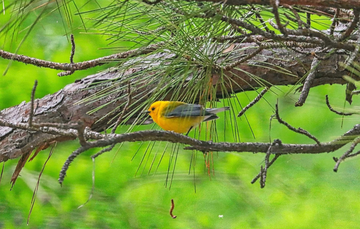 Prothonotary Warbler - ML566060421