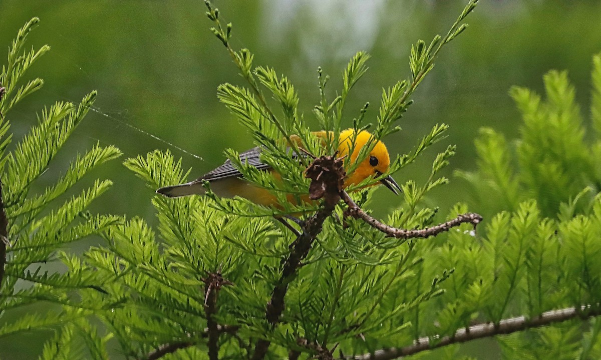 Prothonotary Warbler - ML566060631