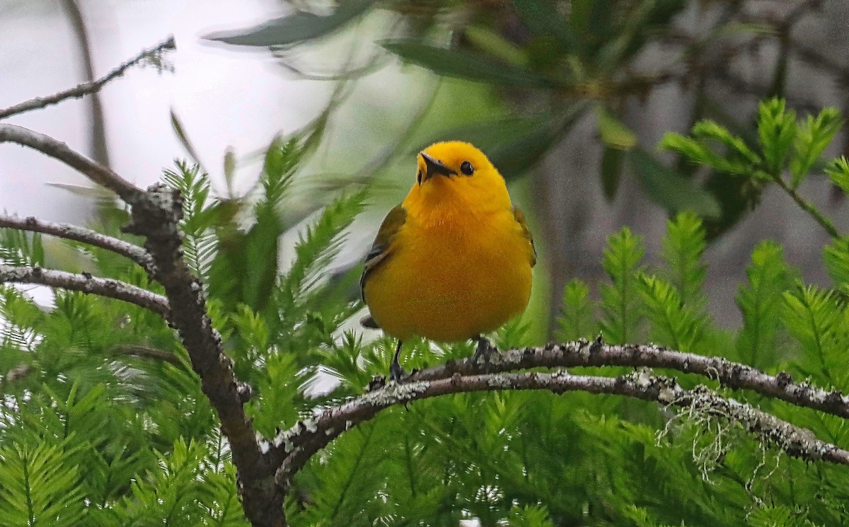 Prothonotary Warbler - ML566061041