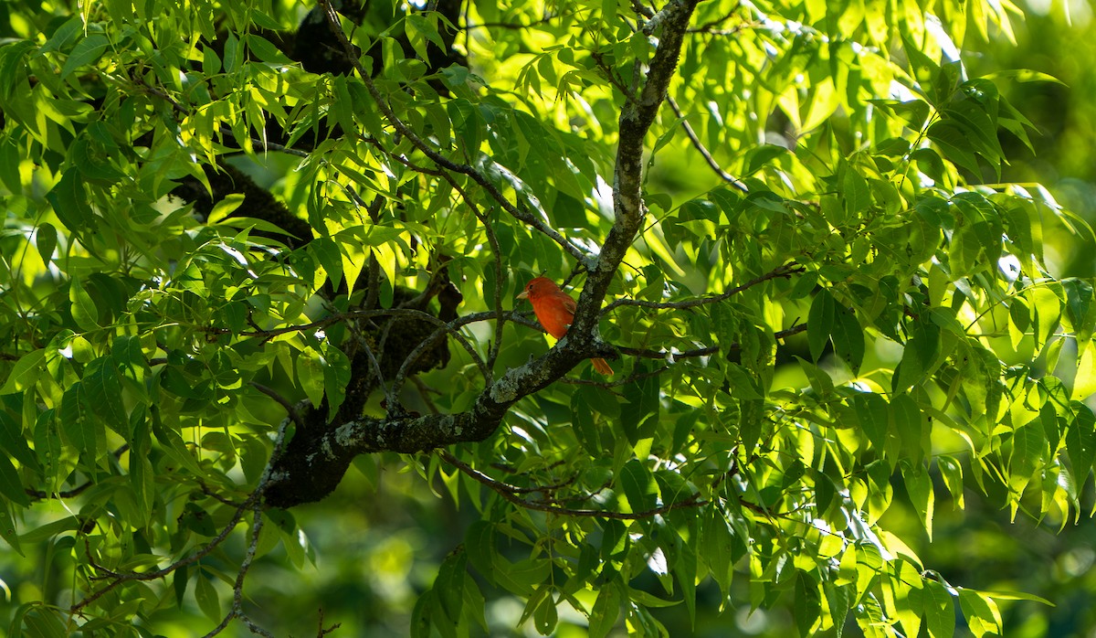 sommerpiranga - ML566061171