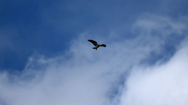 Swainson's Hawk - ML566061191