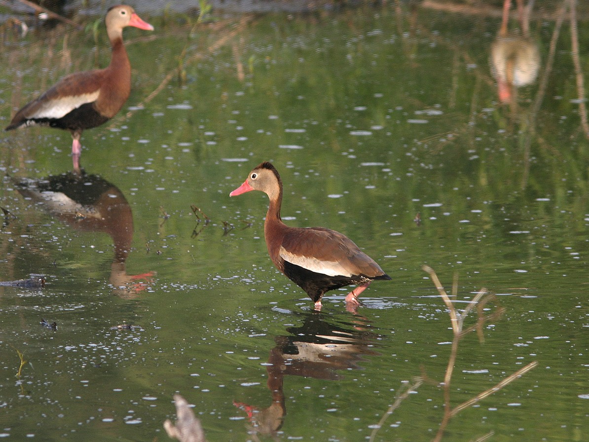 Dendrocygne à ventre noir - ML566061701