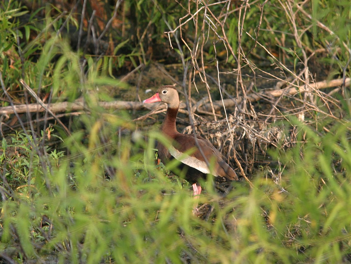 Black-bellied Whistling-Duck - James Flynn