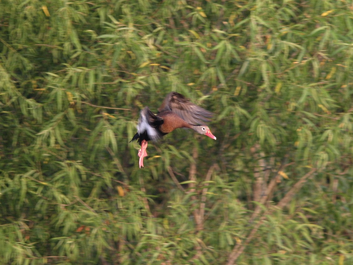 Black-bellied Whistling-Duck - ML566061791