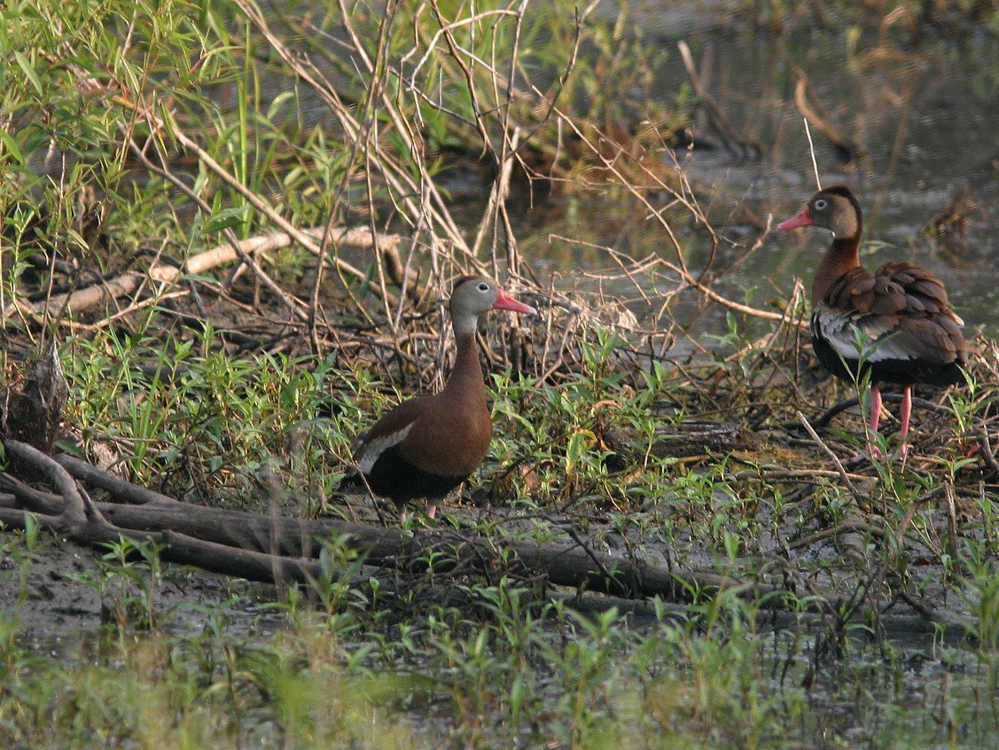 Black-bellied Whistling-Duck - ML566061801