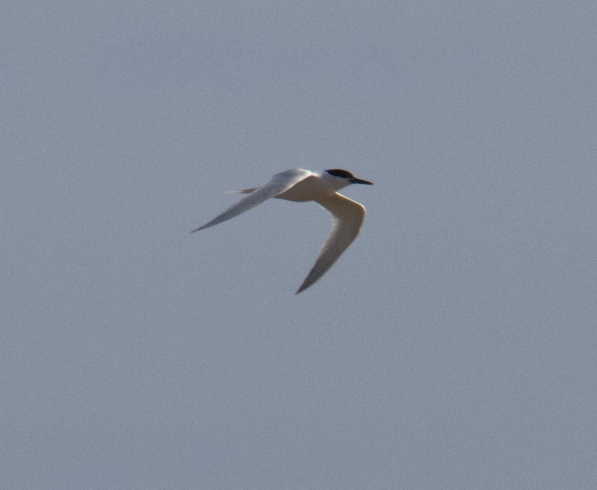 Sandwich Tern - ML566061821