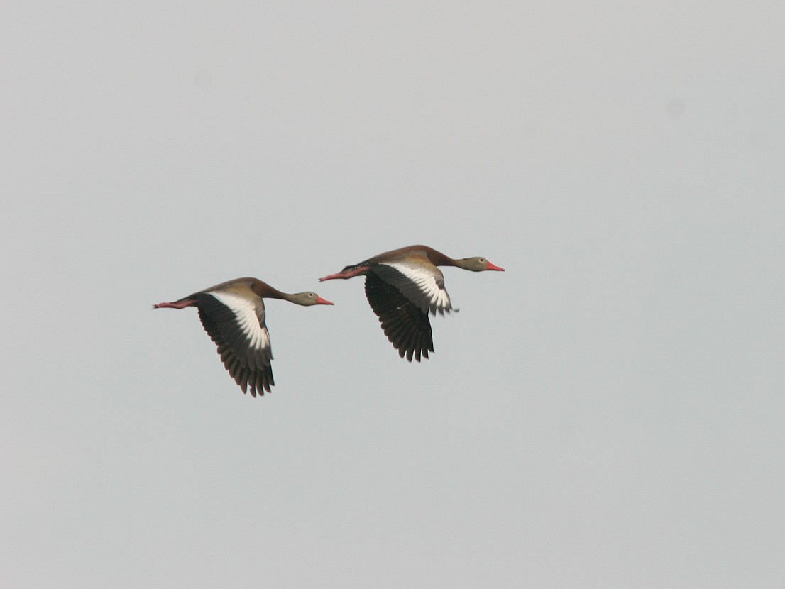 Black-bellied Whistling-Duck - ML566061831