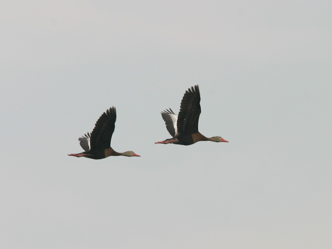 Black-bellied Whistling-Duck - ML566061861