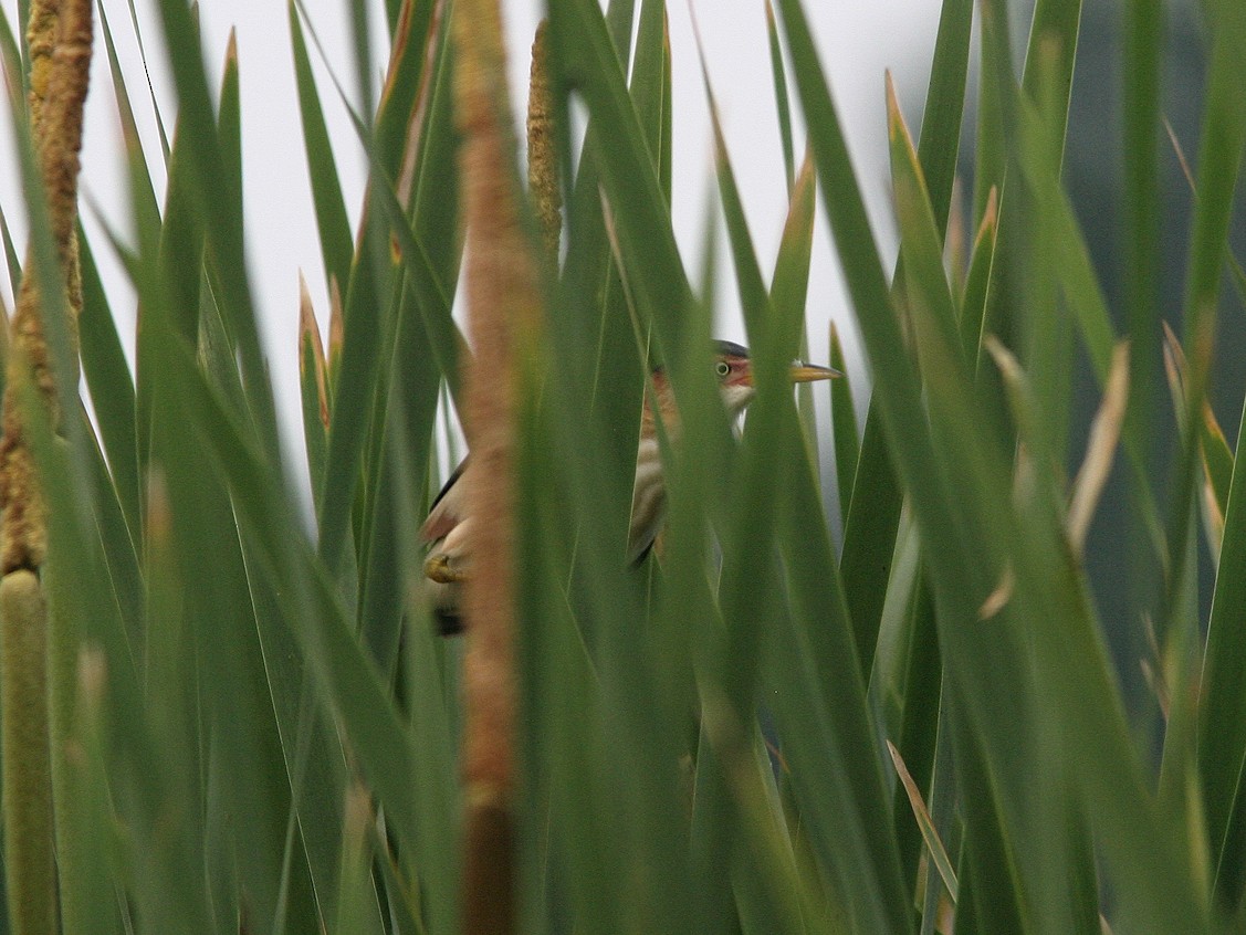 Least Bittern - ML566061921