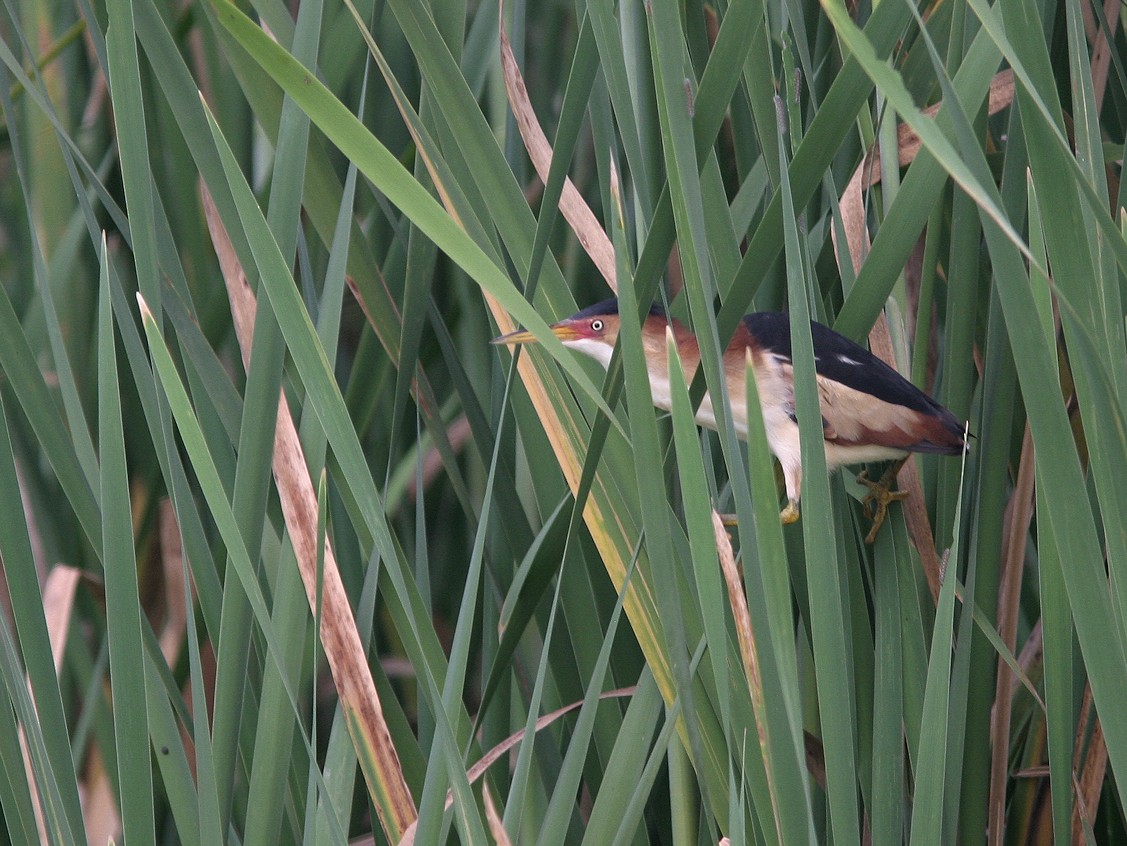 Least Bittern - ML566062051