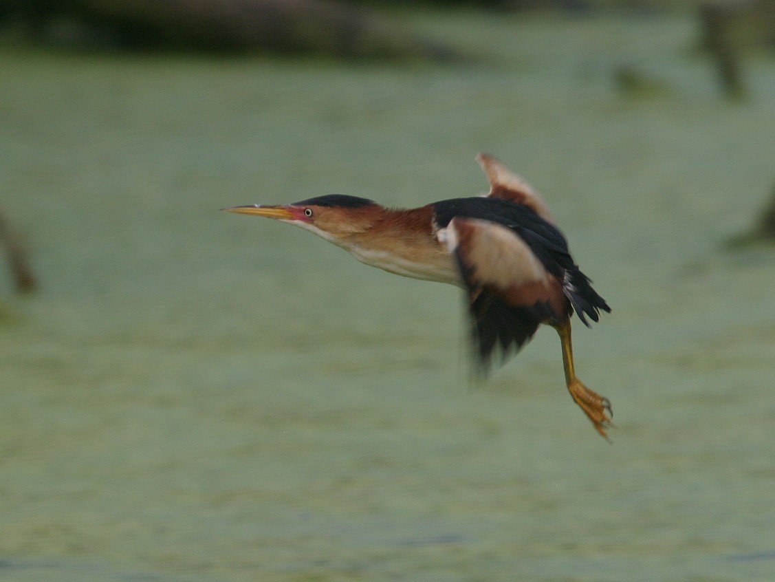 Least Bittern - ML566062061