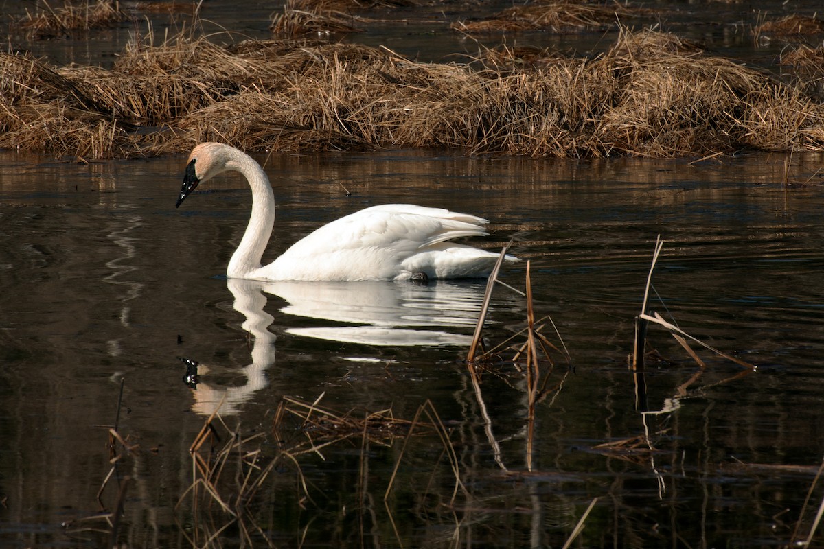 Trumpeter Swan - ML566062111