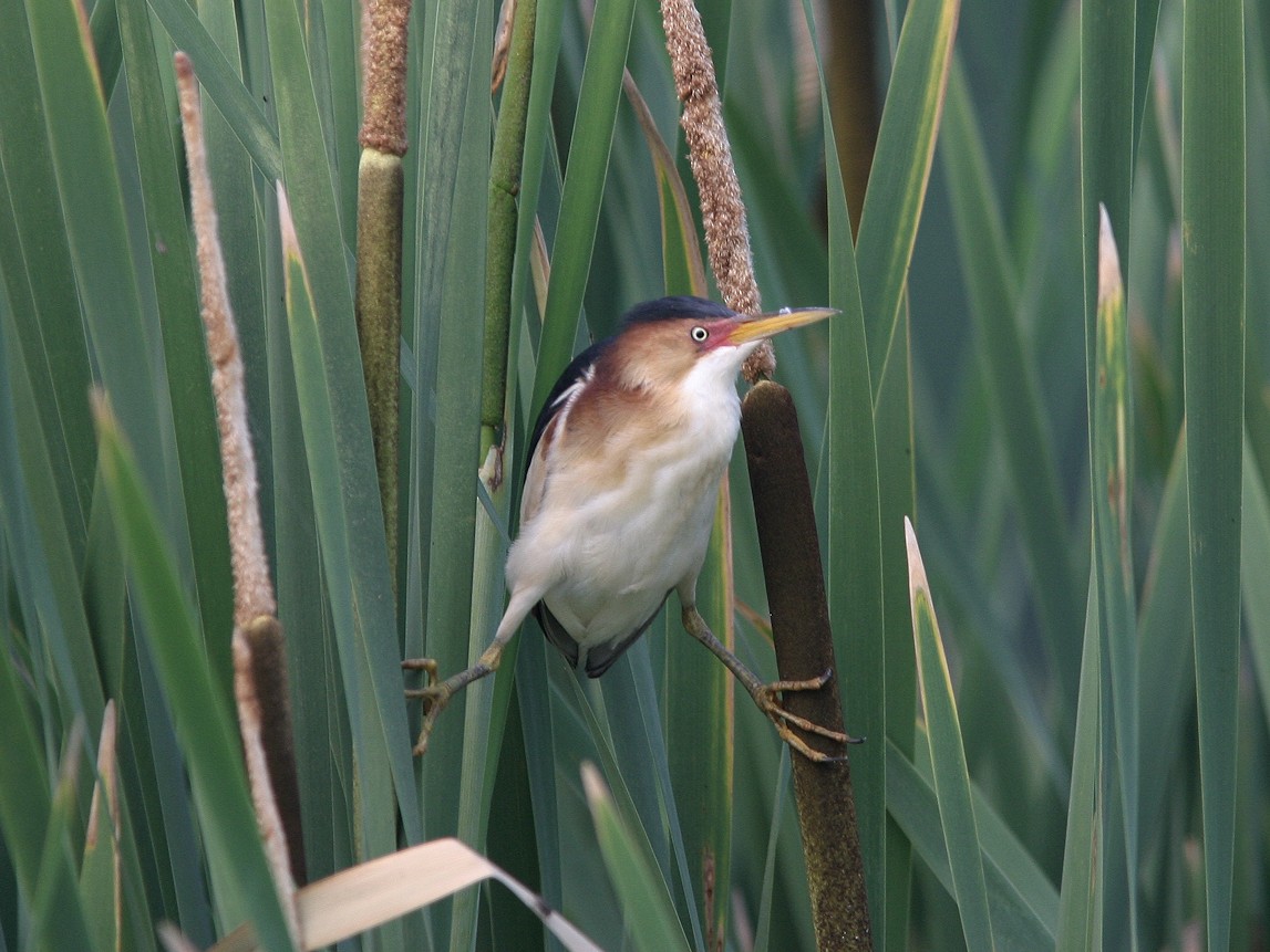 Least Bittern - ML566062131