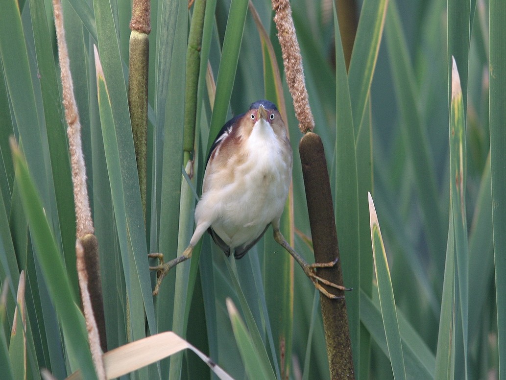 Least Bittern - ML566062161