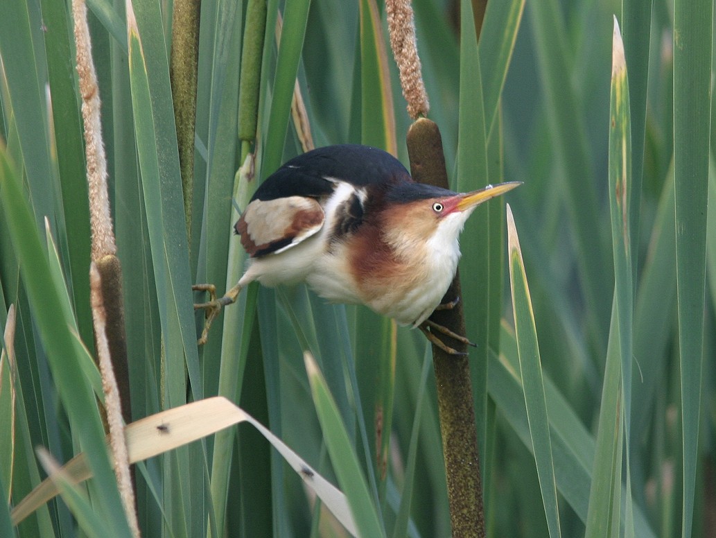 Least Bittern - ML566062221