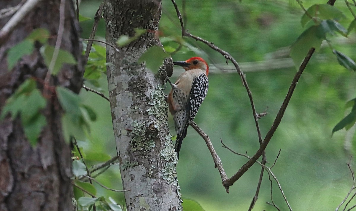 Red-bellied Woodpecker - Douglas Hall