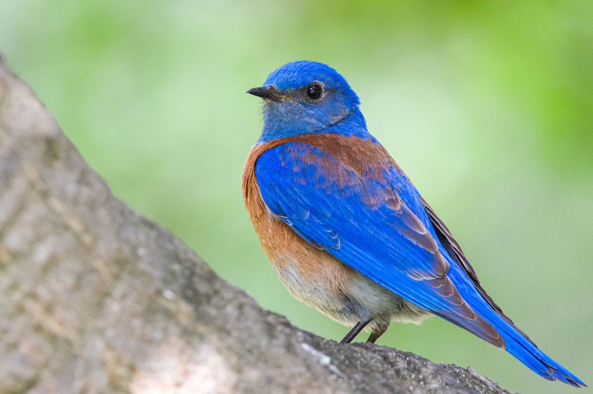 Western Bluebird - ML566062631