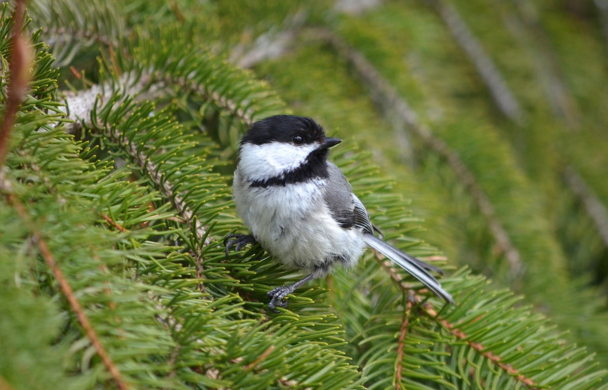 Black-capped Chickadee - Dominic Thibeault