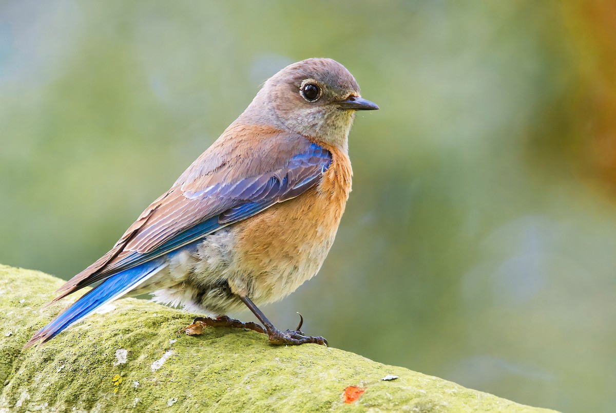 Western Bluebird - ML566063591